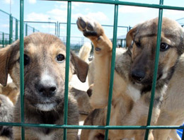 80 köpeği şehre saldılılar