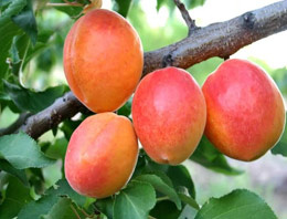 Kalp sağlığınız için kayısı tüketin