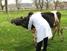 Ahıra inek yerine üç oğlunu bağladı