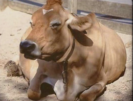 Almanya'yı sarsan dioksin rezaleti