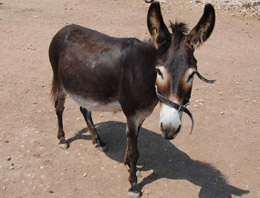 Babadan şaka gibi vasiyet