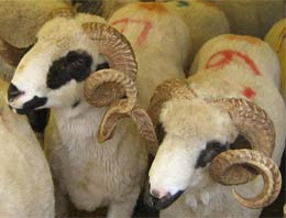 Kurban bağışında zirve kimin oldu?