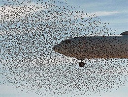 Kuş sürüsü uçağı böyle sardı