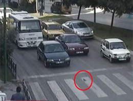 Kumru'dan trafik ışığı dersi (video)