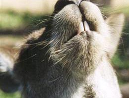 Artık onların da diş macunu var!