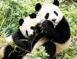 Pandalar için ilginç üreme yöntemi!
