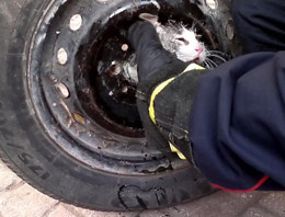 Kedinin bu hali herkesi hayrete düşürdü