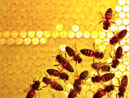 Tehlike sonunda bala da sıçradı!