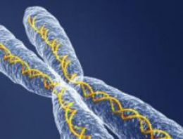 Uyurgezerliğin nedeni bozuk kromozomlar