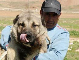 Kaybolan köpeğini Facebook'ta arıyor