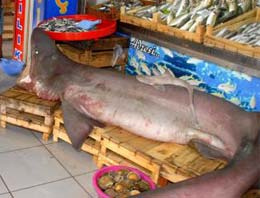 Saroz'daki dev köpekbalığı şaşırttı!