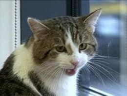 Başbakanlık konutundaki sıçan için yeni kedi