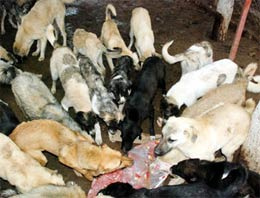 Bozuk sucuk ve tavuk etlerini yediler