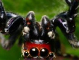 Çorap kokusunu seven örümcek