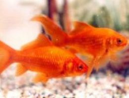 Senkronize Japon balıkları tartışması