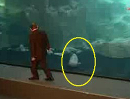 Kadir Topbaş balıktan korktu!