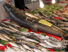 Bu balığı oltayla yakaladı!