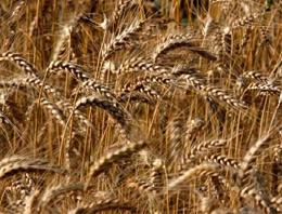 Buğdayda vergi indirimi ikiye böldü