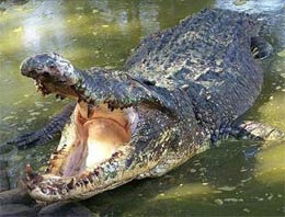 Timsah 14 yaşındaki çocuğu yuttu!