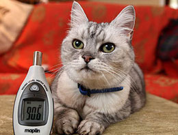 Kötü kedi Şerafettin'in adı çıkmış!