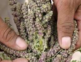 İnsanlığı bu bitki kurtacak!