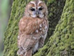 Baykuşlar ısınan havalarla renk değiştiriyor