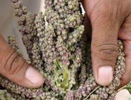 Dünyayı açlıktan kurtaracak bitki!