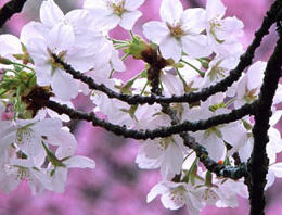 Bahar Türkiye'ye erken mi geliyor?