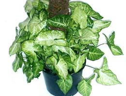 Saksı düzeltirken canından oldu!