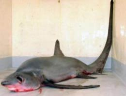 Muğla'da dev bir köpekbalığı yakalandı