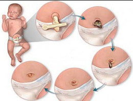 Kordon kanları artık güvende