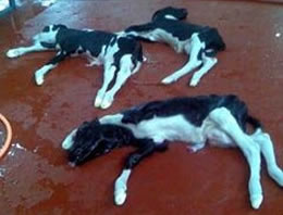 Bu yapılanlar insanlık dışı!