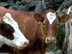 Tokat'ta şap hastalığı pazar kapattırdı