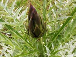 Bu gıda karaciğerin dostu