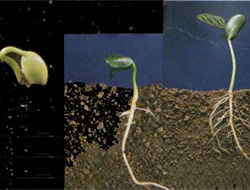 Tohumlar biyolojik silah haline geldi