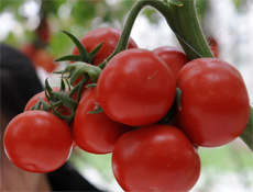 Domates kokusuna kavuştu