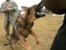 Köpek ısırdı 100 metre sürükledi