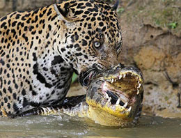 Jaguar ve timsah böyle kapıştı!
