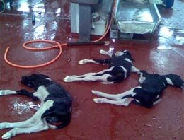 Sakarya'da gebe angusları kestiler