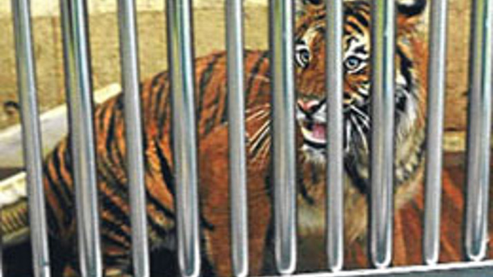 Mafyanın kaplanı aslanı parçaladı!